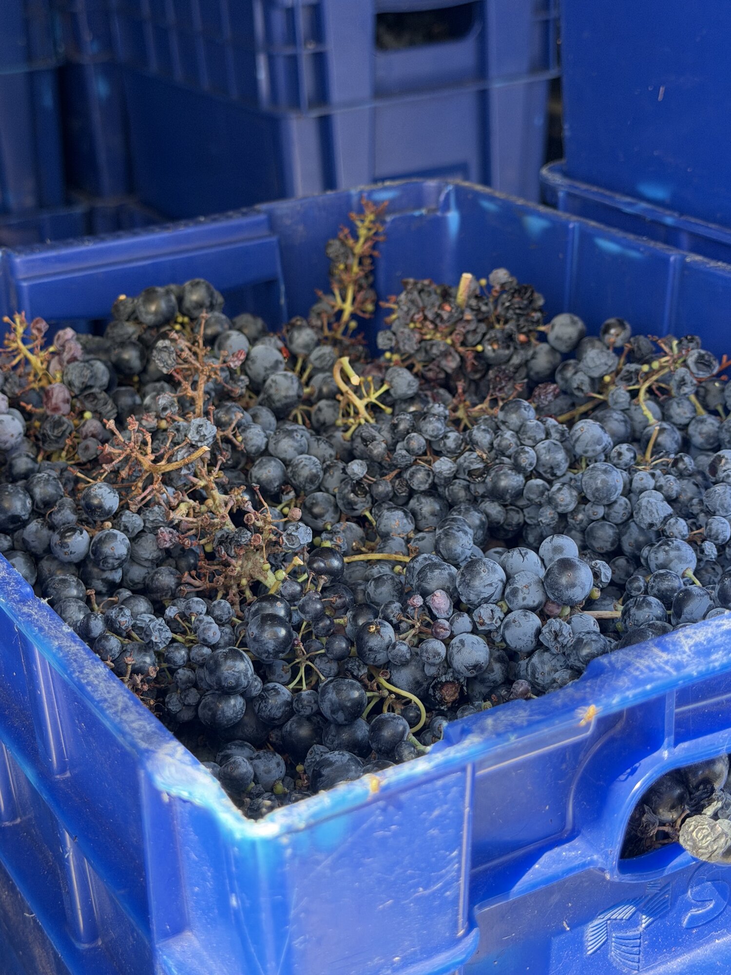 Grapes in the vineyard