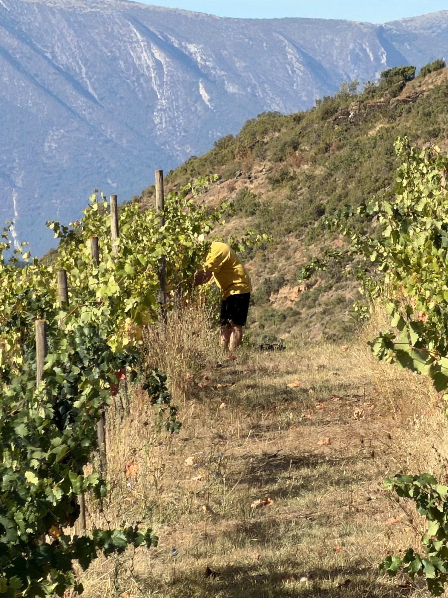 Vineyard rows in the Pyrenees