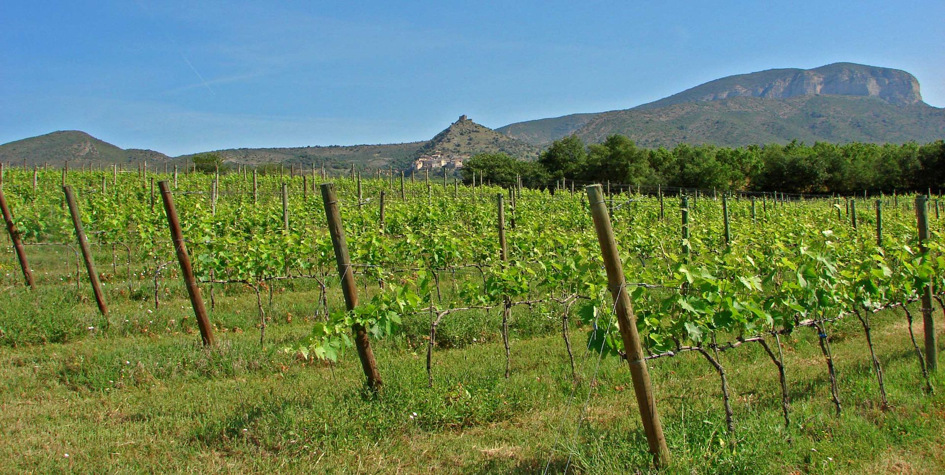 Vineyard panorama