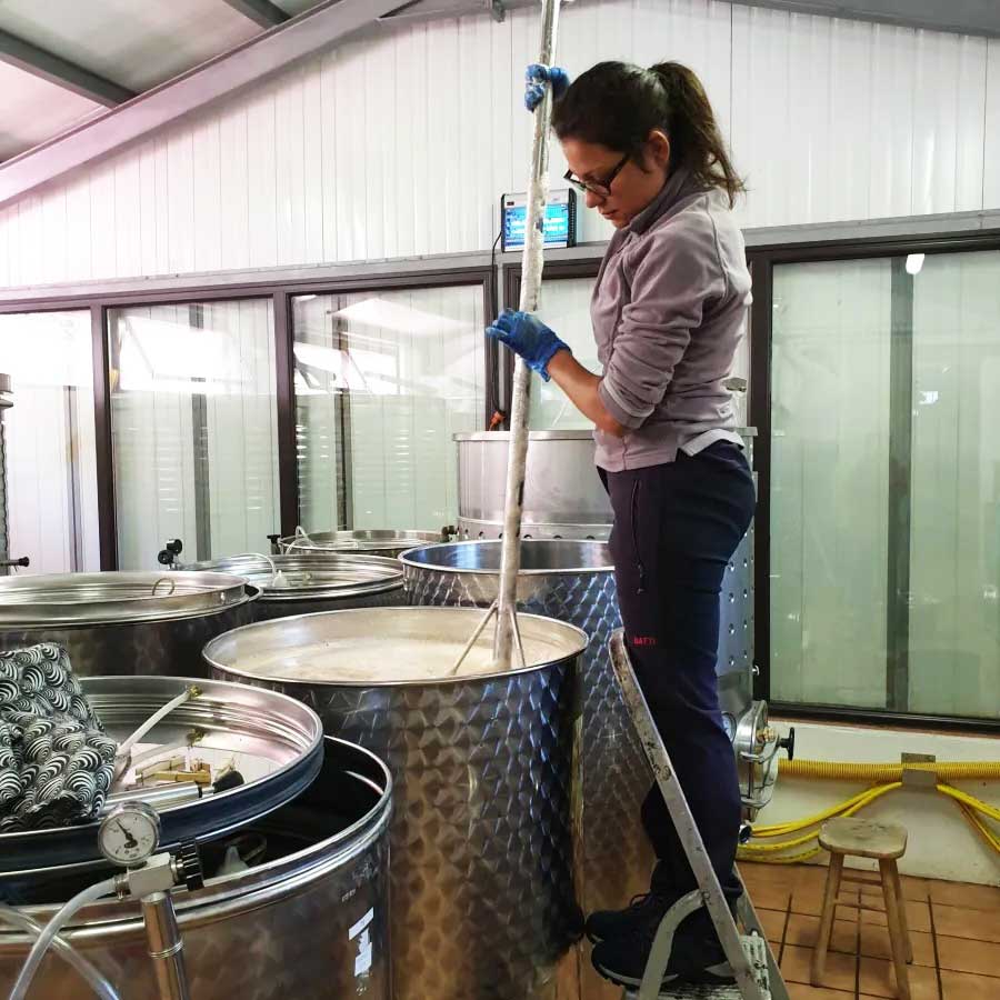 The winemaking cycle