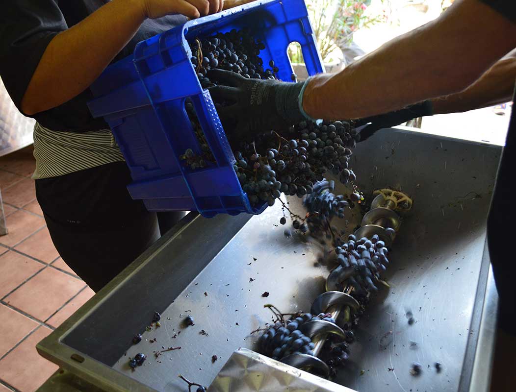 Pressing grapes